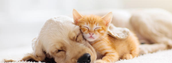 A dog and a kitten asleep together on the floor.