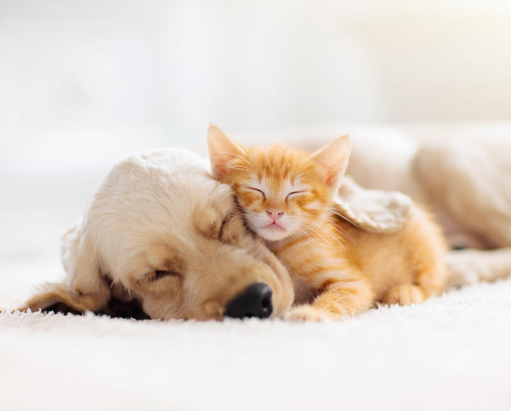 A dog and a kitten asleep together on the floor.